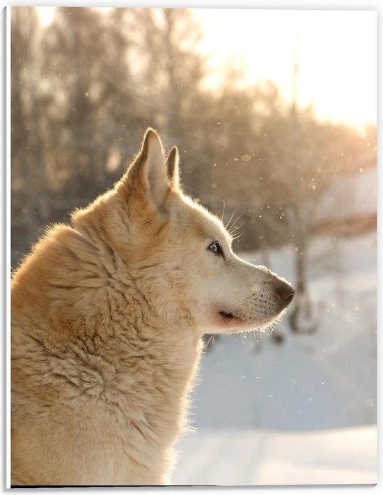 Forex - Lichte Wolf in Sneeuw  - 30x40cm Foto op Forex