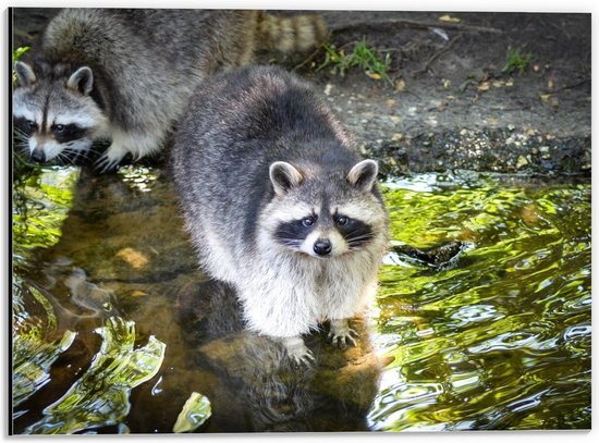 Dibond - Schattige Wasberen in het Water - 40x30cm Foto op Aluminium (Met Ophangsysteem)