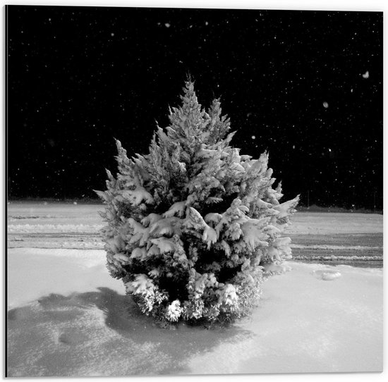 Dibond - Boom met Sneeuw in Nacht Zwart/Wit - 50x50cm Foto op Aluminium (Wanddecoratie van metaal)