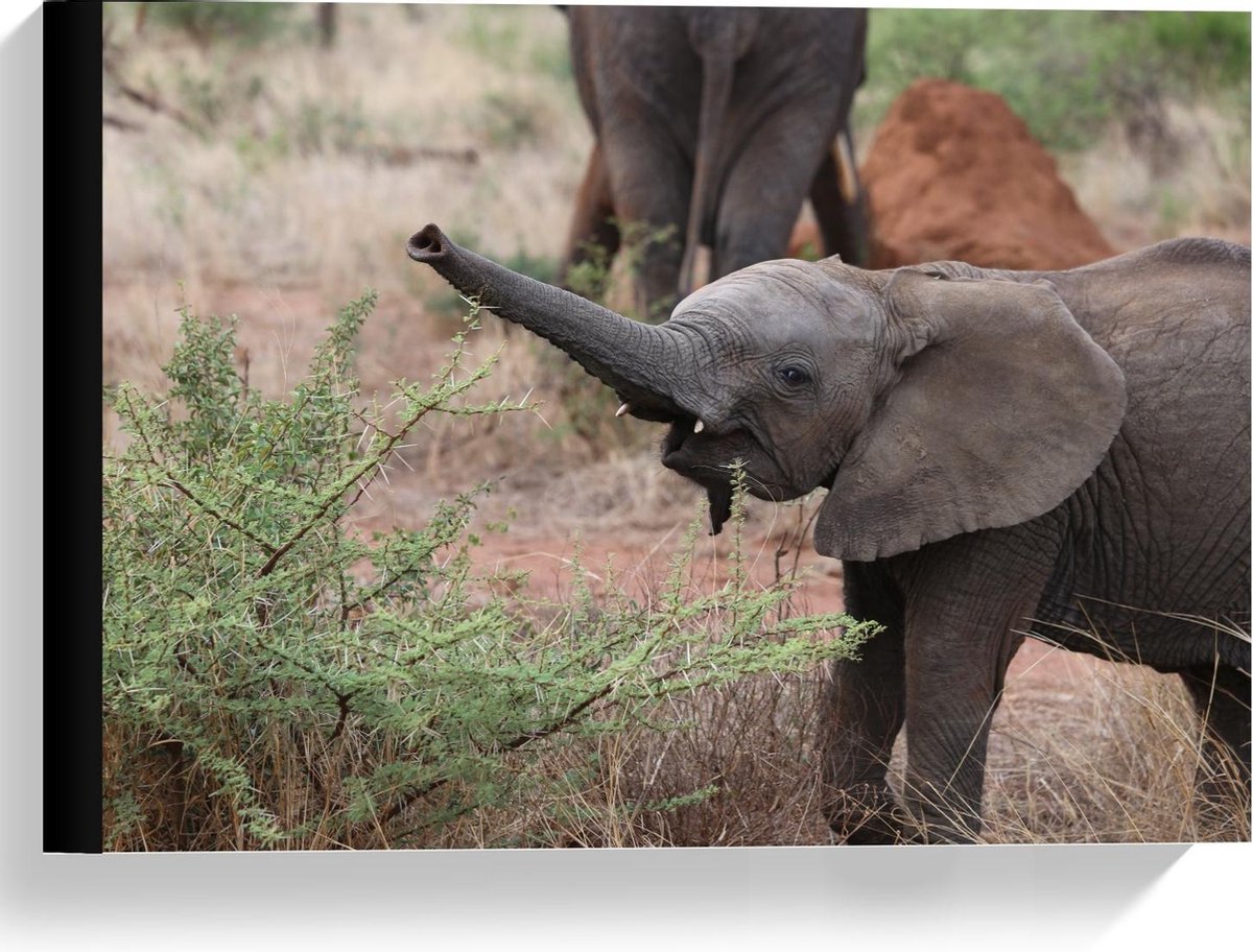 Canvas  - Zuid-Afrikaanse Baby Olifant in Savanne - 40x30cm Foto op Canvas Schilderij (Wanddecoratie op Canvas)