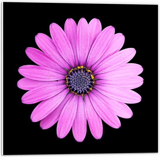 Foto: Forex roze gerbera bloem met zwarte achtergrond 50x50cm foto op forex