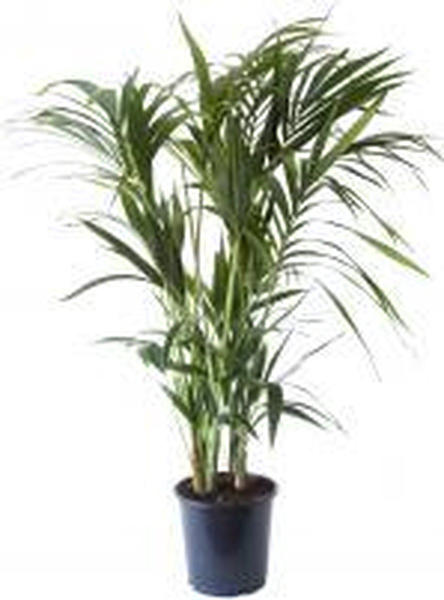 Howea Forsteriana (Kentiapalm) - Pot 24 cm