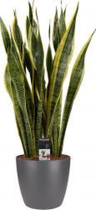 Sansevieria Laurentii (Vrouwentong) met ELHO brussels antraciet - Pot 24 cm