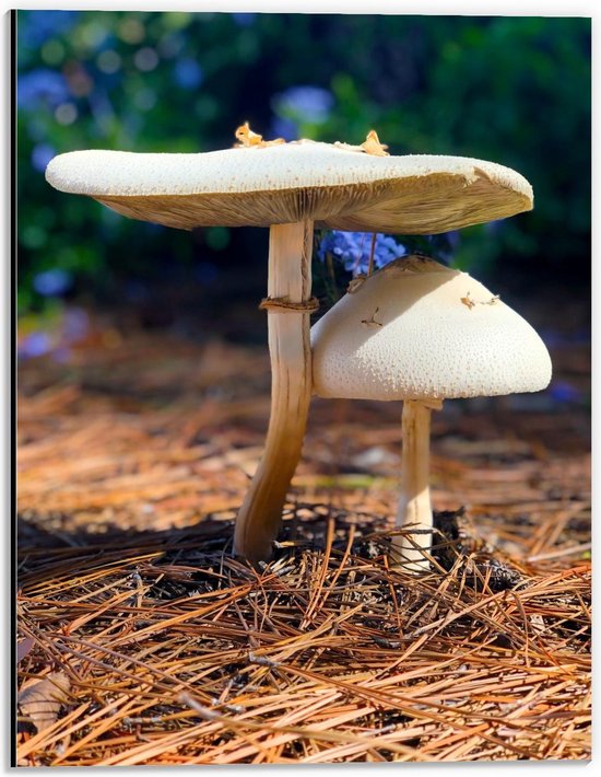 Dibond - Twee Paddenstoelen - 30x40cm Foto op Aluminium (Wanddecoratie van metaal)