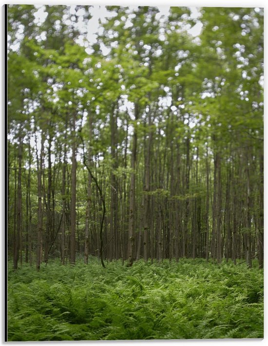 Dibond - Bos met Groene Rijen Bomen - 30x40cm Foto op Aluminium (Met Ophangsysteem)