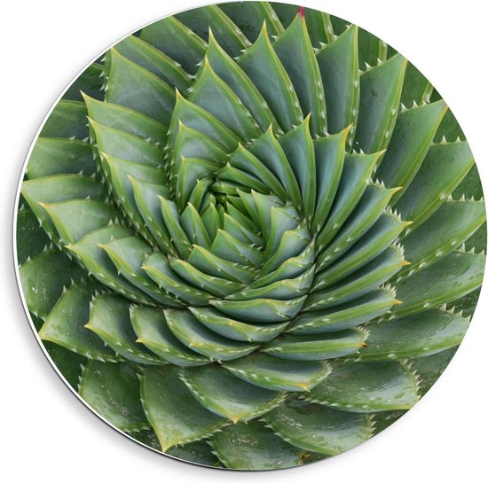 Forex Wandcirkel - Groene Cactus - 40x40cm Foto op Wandcirkel (met ophangsysteem)