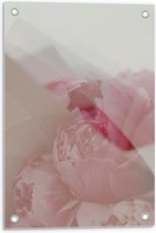 Tuinposter – Roze Rozen - 40x60cm Foto op Tuinposter  (wanddecoratie voor buiten en binnen)