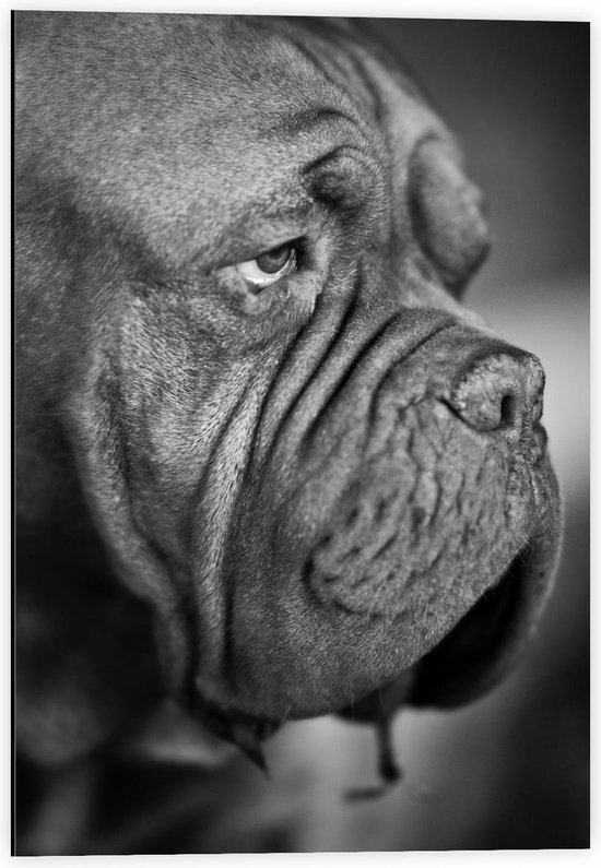 Dibond - Oude Hond (zwart/wit) - 40x60cm Foto op Aluminium (Wanddecoratie van metaal)