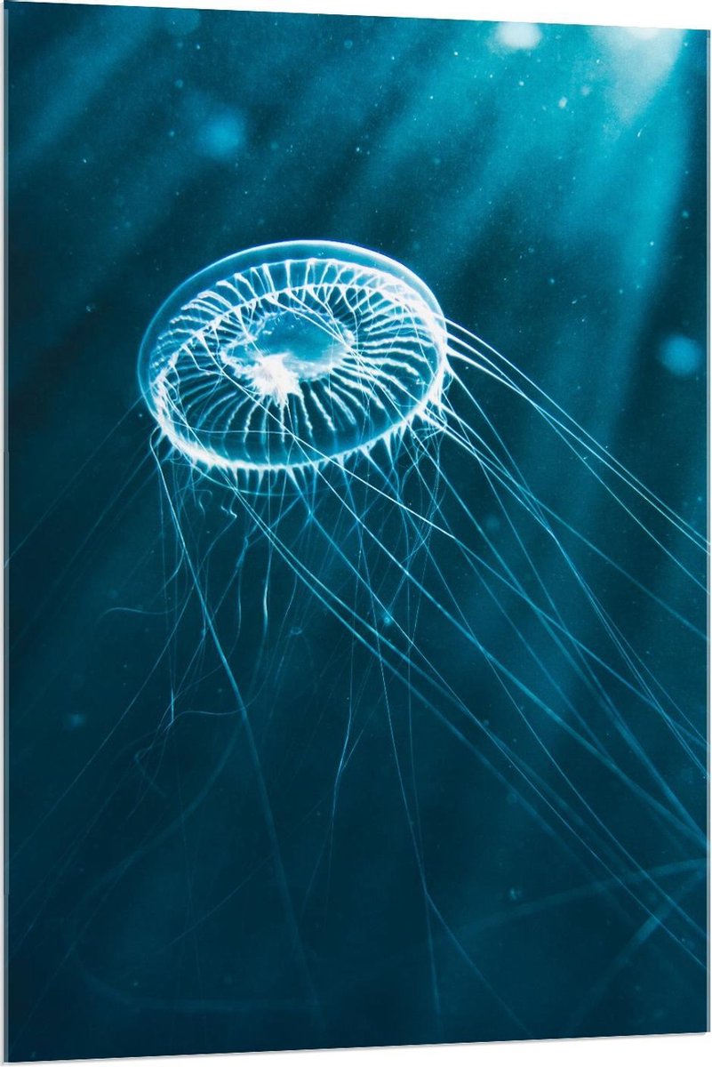 Plexiglas - Kleine Blauwe Kwal in het Water - 80x120cm Foto op Plexiglas (Wanddecoratie op Plexiglas)