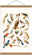 Schoolplaat – Getekende Vogelsoorten - 40x60cm Foto op Textielposter (Wanddecoratie op Schoolplaat)