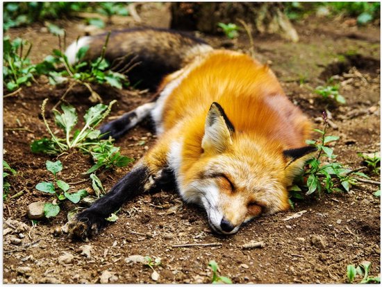 Poster - Slapende Fox in het Bos - Foto op Posterpapier