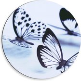 Dibond Wandcirkel - Doorzichtige Vlinders - 50x50cm Foto op Aluminium Wandcirkel (met ophangsysteem)