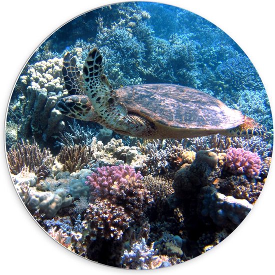 Forex Wandcirkel - Schildpad in het Water  - 70x70cm Foto op Wandcirkel (met ophangsysteem)