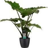 Kamerplant van Botanicly – Olifantsoor incl. sierpot zwart als set – Hoogte: 80 cm – Alocasia portodora