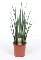 Kamerplant van Botanicly – Vrouwentongen – Hoogte: 60 cm – Sansevieria Mikado