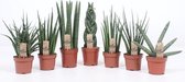 Kamerplant van Botanicly – Vrouwentongen – Hoogte: 40 cm – Sansevieria Laurentii