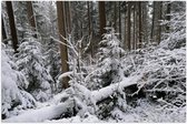 Poster – Besneeuwd Bos - 60x40cm Foto op Posterpapier