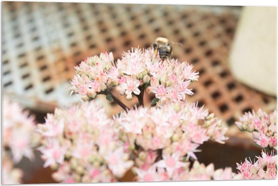 Acrylglas - Roze met Witte Bos Bloemen met Bij - 90x60cm Foto op Acrylglas (Met Ophangsysteem)