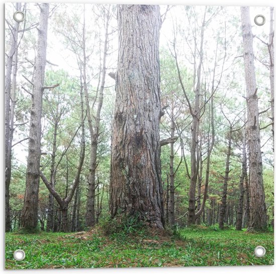 Poster de Jardin - Vieil Arbre en Forêt - 50x50cm Photo sur Poster de Jardin (décoration murale pour l'extérieur et l'intérieur)