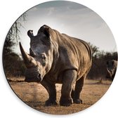 Dibond Wandcirkel - Neushoorn met Grote Hoorn - 30x30cm Foto op Aluminium Wandcirkel (met ophangsysteem)