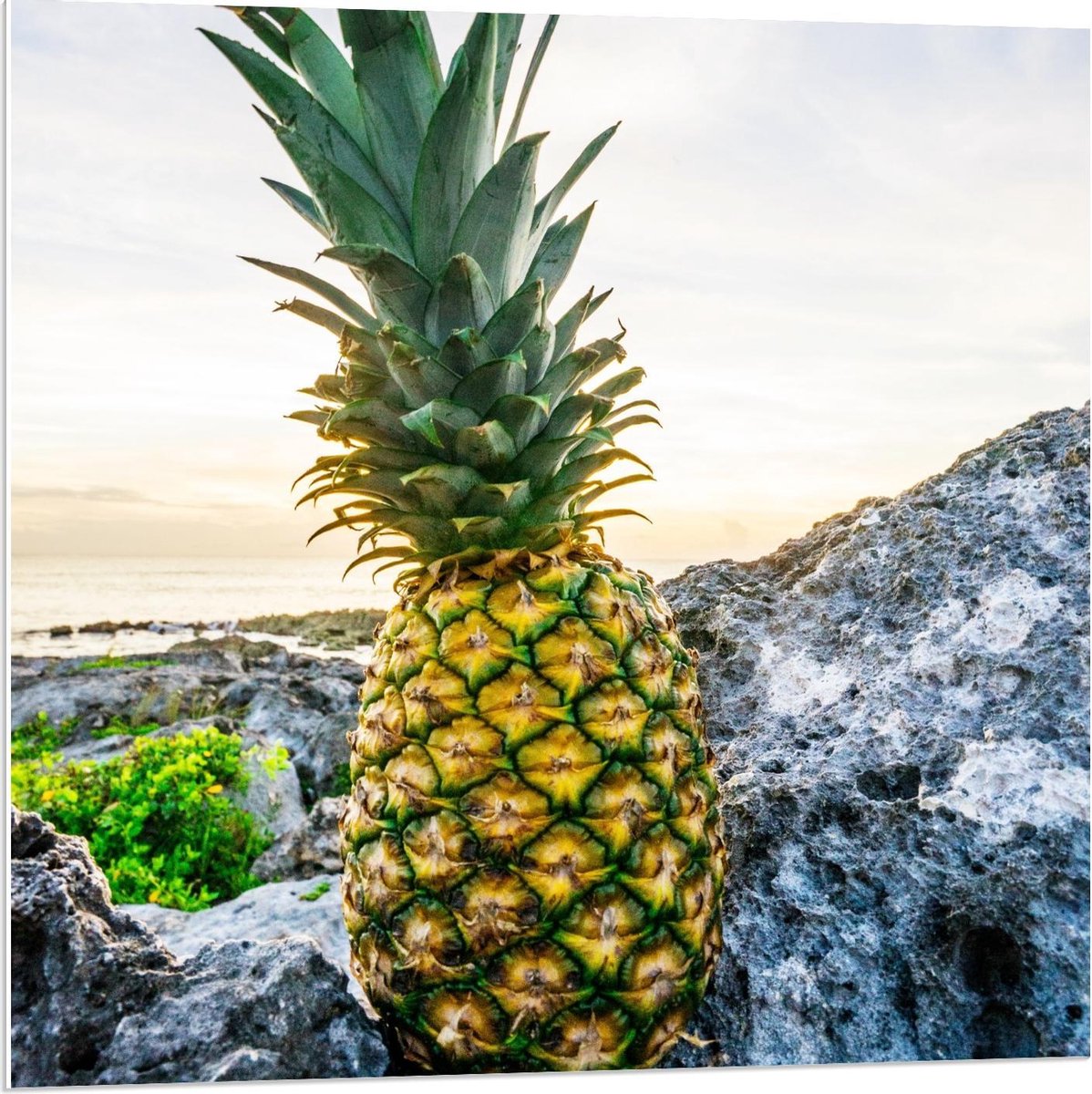 Forex - Gele Ananas op Rotsen - 80x80cm Foto op Forex
