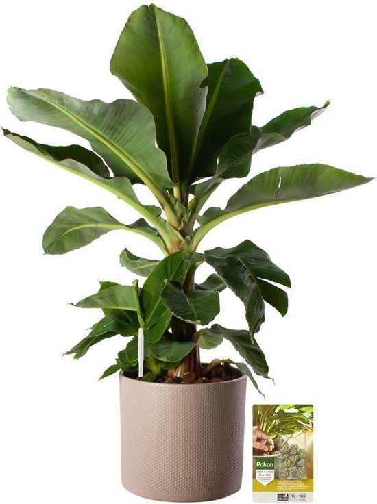 Pokon Powerplanten Bananenplant 80 cm ↕ - Kamerplanten - in Pot (Mica Era, Licht Grijs) - Musa - met Plantenvoeding / Vochtmeter