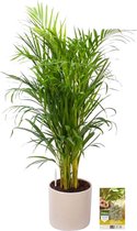 Pokon Powerplanten Areca Palm 100 cm ↕ - Kamerplanten - in Pot (Mica Era, Licht Grijs) - Goudpalm - met Plantenvoeding / Vochtmeter