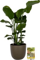 Pokon Powerplanten Strelitizia Nicolai 110 cm ↕ - Kamerplanten - in Pot (Mica Tusca Groen) - Paradijsvogelplant - met Plantenvoeding / Vochtmeter