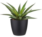 Mangave ‘Pineapple Express’ ® in ELHO Brussels Round (zwart)