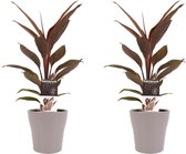 Duo 2 x Cordyline Tango met Anna taupe