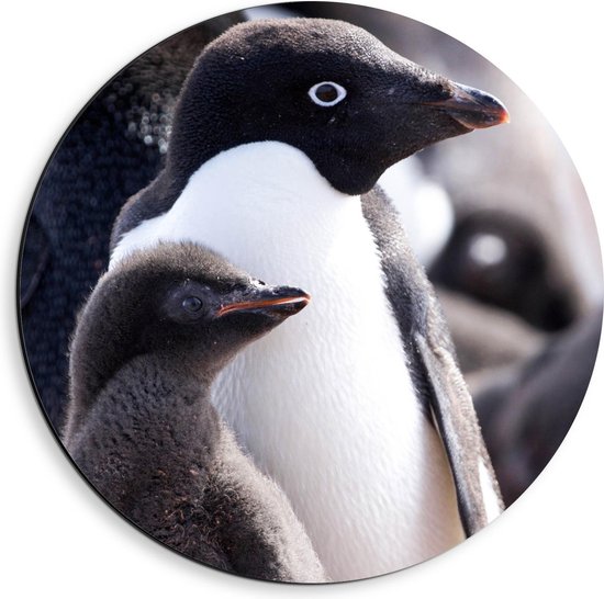 Dibond Wandcirkel - Pinguïn met Moeder - 40x40cm Foto op Aluminium Wandcirkel (met ophangsysteem)