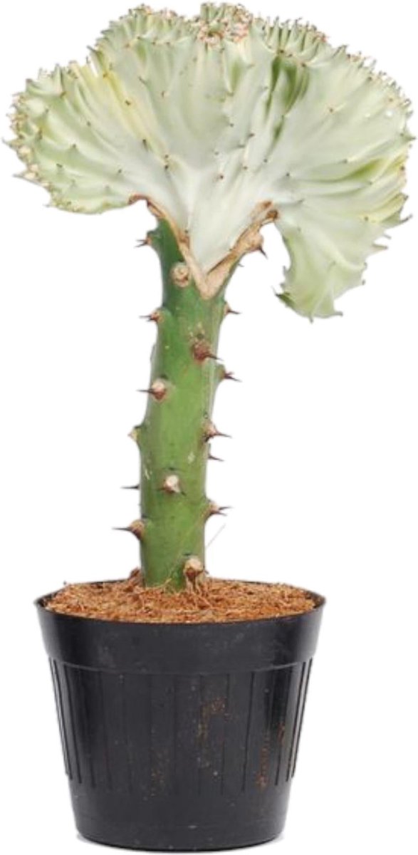 Euphorbia lactea Cristata wit - 35 cm - ø12