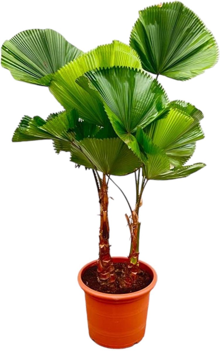 Licuala Grandis Dubbele stam - 170cm - ø45