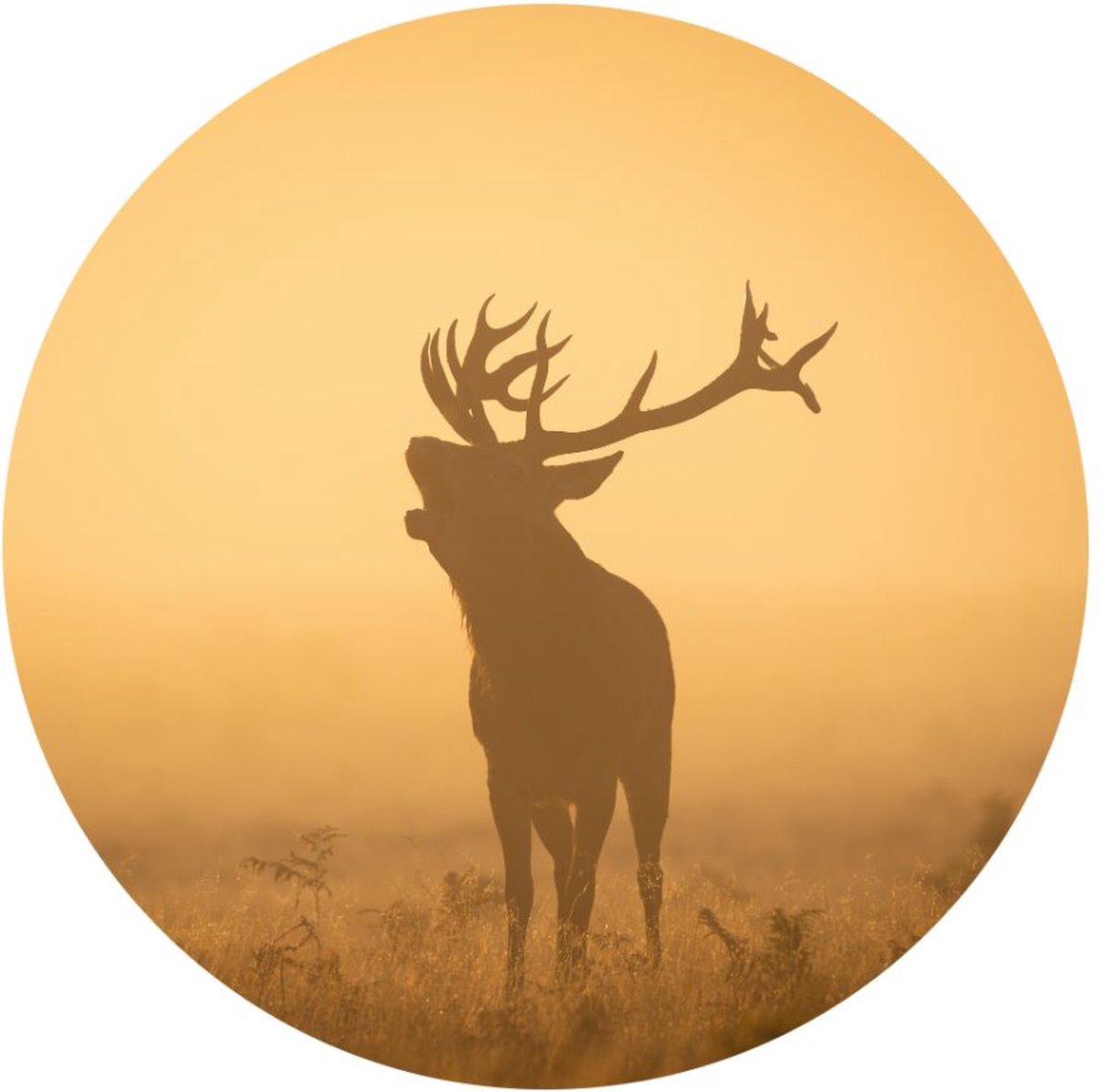 Myfinto Indoorart - Muurcirkel Hert bij zonsondergang Forex 90 cm - Wanddecoratie - Wanddecoratie - Afbeelding op Forex - Inclusief ophangplaat geel, zwart, oranje, bruin