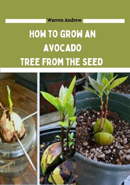 How to grow an avocado tree from the seed (ebook), Warren Andrew ...