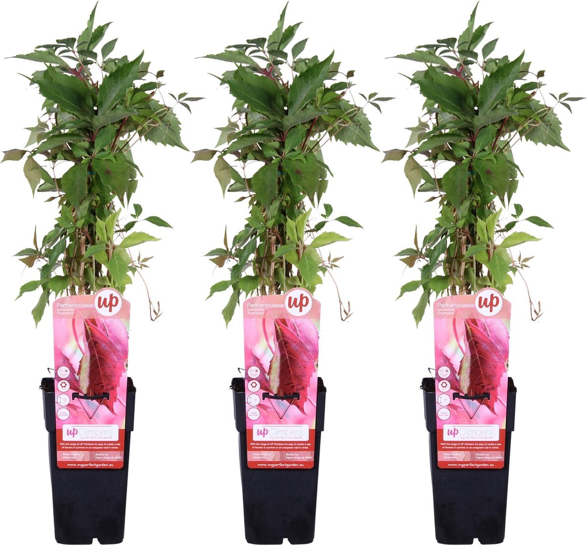 3x - Parthenocissus q. var. 'Engelmannii' - ↨65cm - Ø15