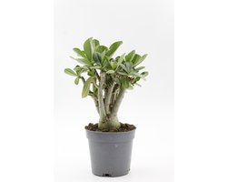 Ikhebeencactus | Adenium obesum | Woestijnroos | Bijzondere caudex plant | 12 cm pot | 25 cm hoog Ikhebeencactus | Adenium obesum | Woestijnroos | Bijzondere caudex plant | 12 cm pot | 25 cm hoog