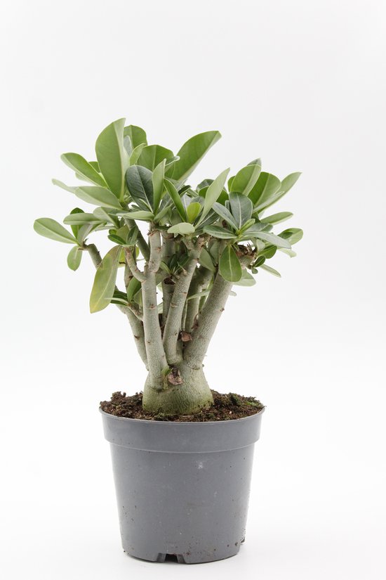 Ikhebeencactus | Adenium obesum | Woestijnroos | Bijzondere caudex plant | 12 cm pot | 25 cm hoog