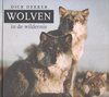 Wolven In De Wildernis