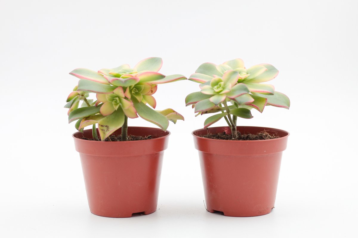 Ikhebeencactus | Aeonium Kiwi | Prachtig gekleurde vetplant | Set van 2 stuks | 8,5 cm pot | 15 cm hoog