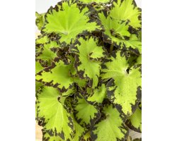 Begonia Rex Jive - 25cm