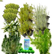 vdvelde.com - Zuurstofplanten Vijver Pakket - XXL - Voor 12.500 - 15.000 L - Zuurstofplanten - Plaatsing: -1 tot -80 cm