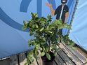 Limoenboom in zwarte pot op een houten ondergrond voor een blauwe achtergrond.