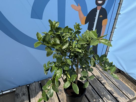 Limoenboom in zwarte pot op een houten ondergrond voor een blauwe achtergrond.