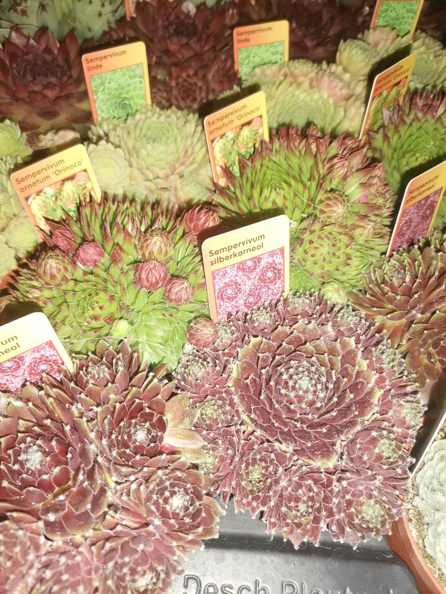 Sempervivum Mix 4 Vetplanten, succulenten Rotsplant