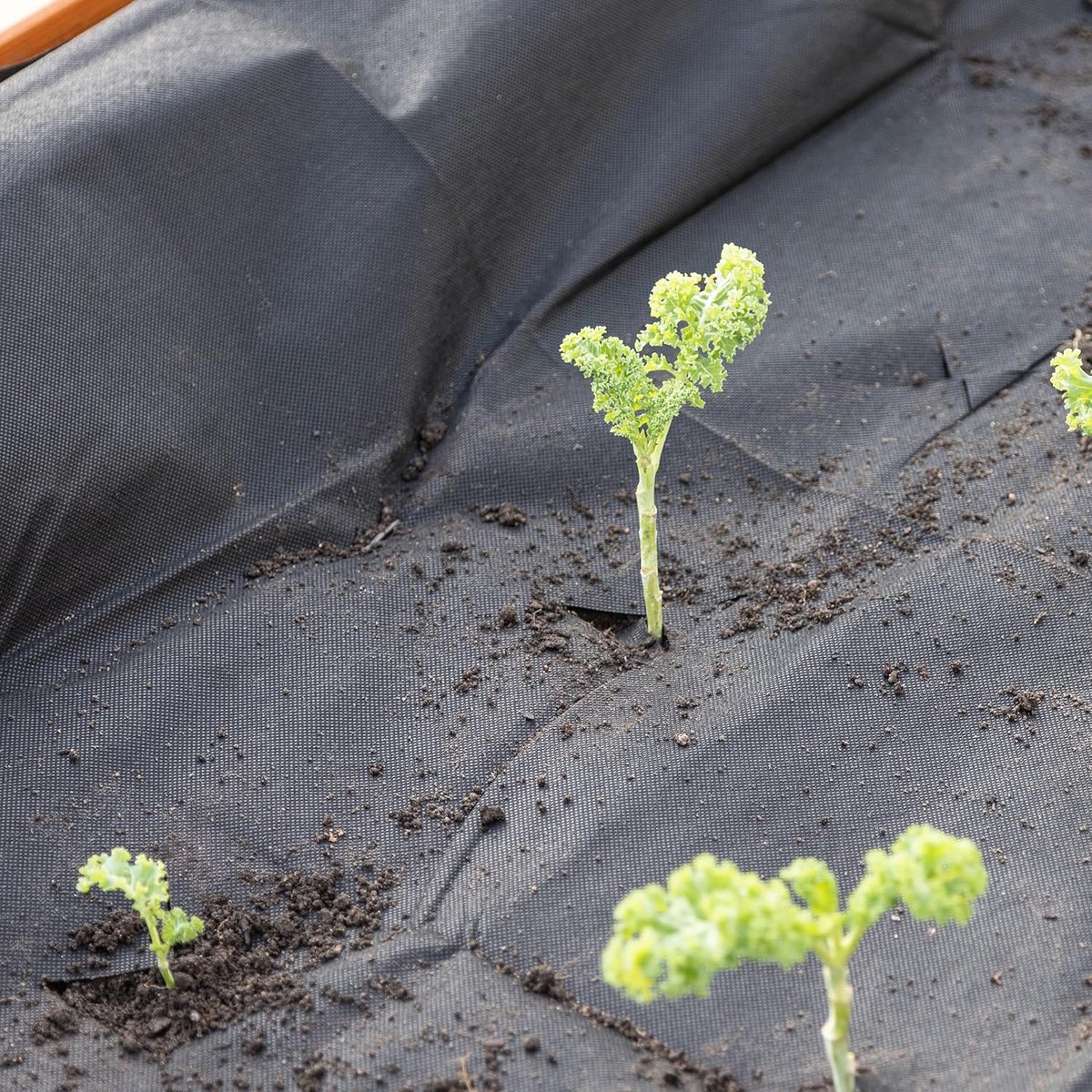OwnGrown Landschapsnietjes: 50 tuinnietjes voor onkruidbarrièrestof tuinnetten en meer – 5 9 x 1 2 inch tuinpalen Metaal voor landschapsstof – Landschapspalen voor tuinieren van