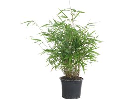 Bloomique - Fargesia Rufa - Bamboe Plant - Niet woekerend - Winterhard - Groenblijvend - Tuinplanten - Hoogte 40-60 cm - Pot 17 cm