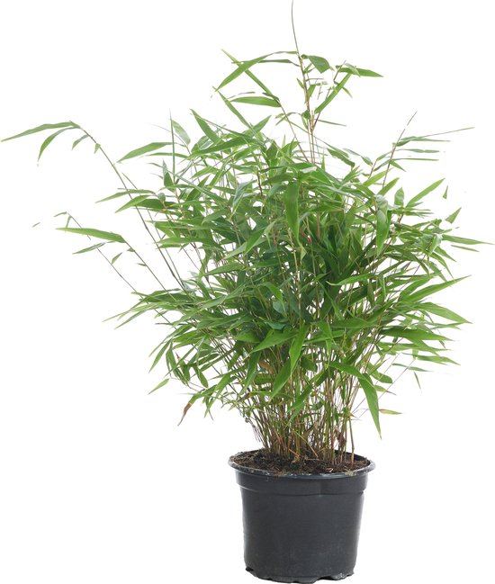 Fargesia Rufa bamboe plant in een zwarte pot, met dunne, groene halmen en lange, slanke bladeren.