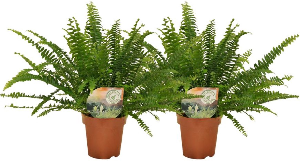 Nephrolepis Green Lady 30cm -Ø12 Groene Kamerplant
