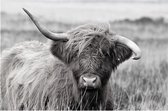 Canvas Schilderij Highland Cow